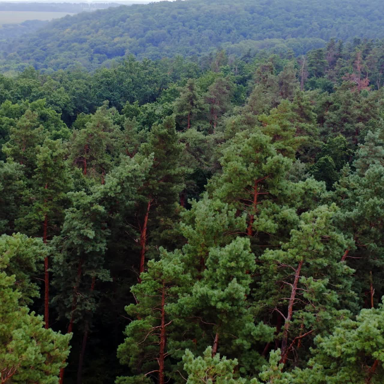 Green trees from above