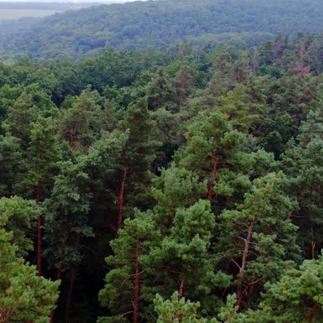 green trees from above