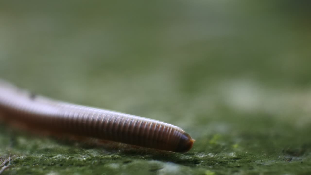 milpiés gigantes arrastrándose sobre suelo mojado, video macro hd