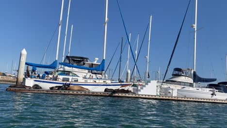 sea lions on dock by beach