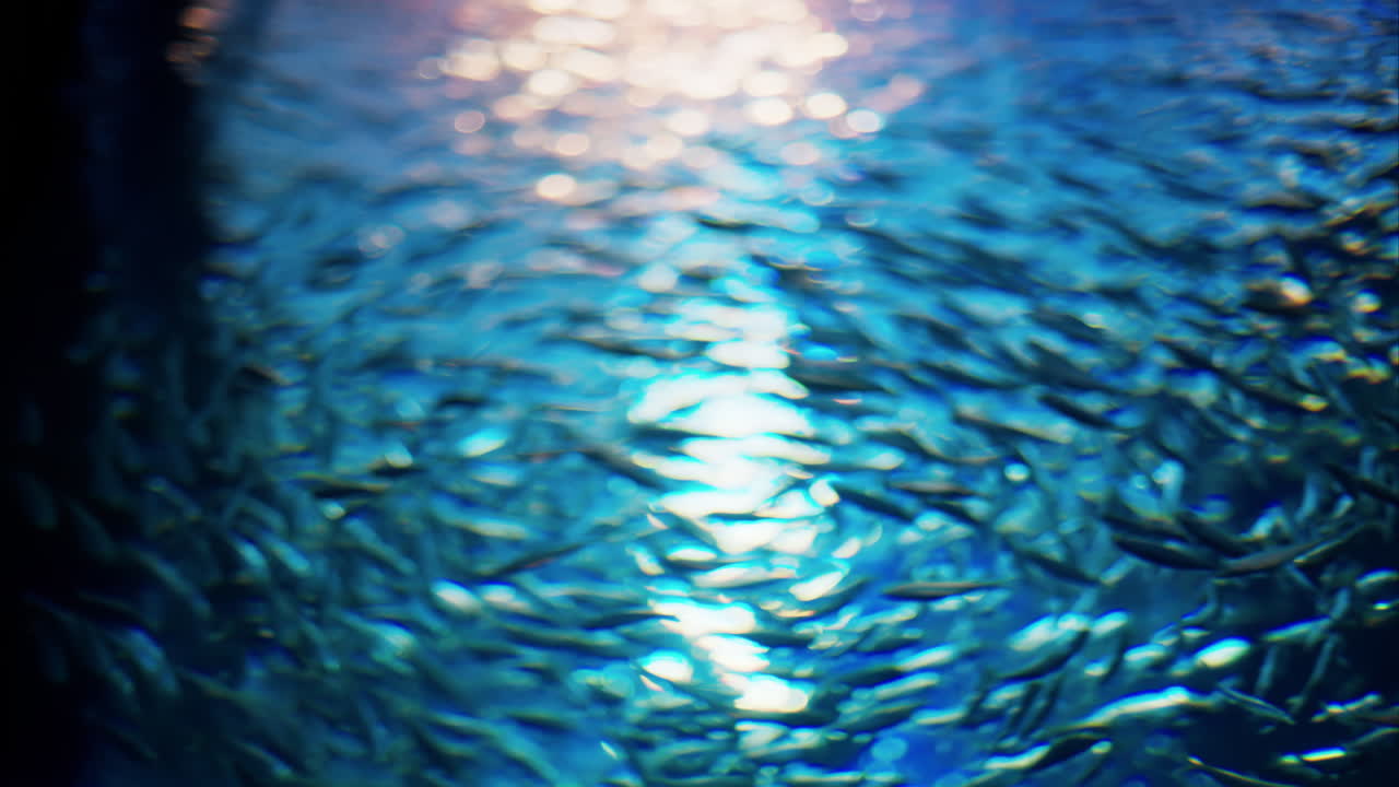 A school of Blue maomao fish swimming near coral reefs