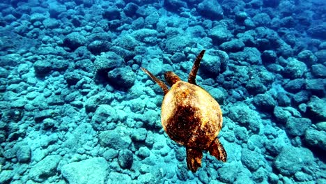 green sea turtle calmly swimming over the rocks on the seabed