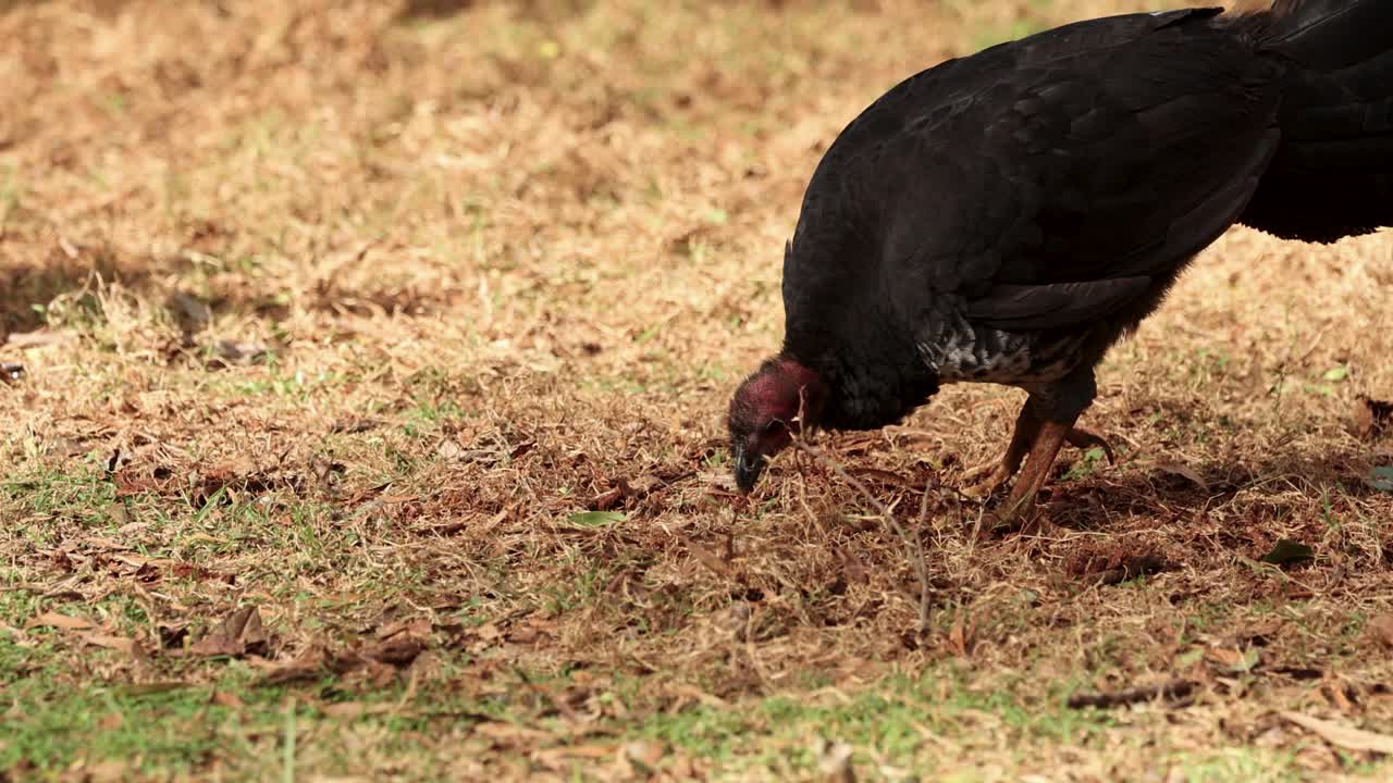 An Australian brush turkey searches for food by pecking and scratching at dry grass in natural daylight, captured with a steady, medium shot