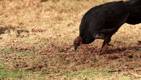an australian brush turkey searches for food by pecking and scratching at dry grass in natural daylight, captured with a steady, medium shot