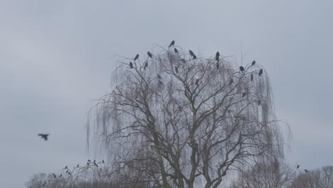 Ein-Finsterer-Mord-An-Krähen,-Die-In-Einer-Skelettartigen,-Weinenden,-Winterlichen-Silberbirke-Sitzen