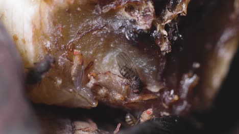 colonia de moscas que se alimentan de un plátano sucio y podrido