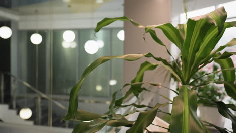 close view of a vibrant green potted plant with large leaves against a lightly blurred background, highlighting the indoor plant's natural beauty