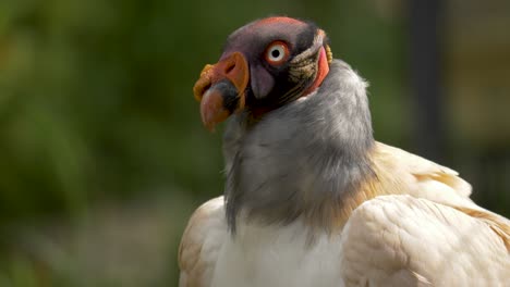 King-Vulture-spreading-its-wings-in-slow-motion