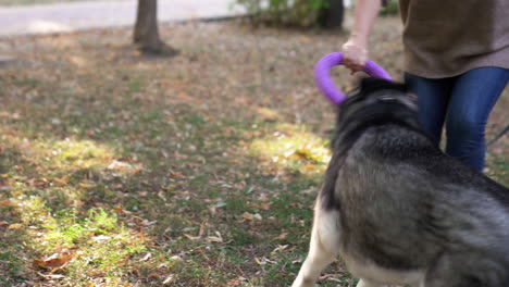 pet owner playing with her dog