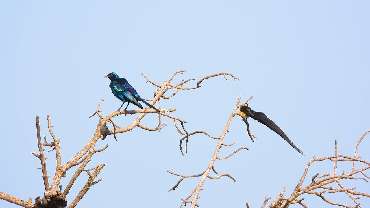Exotic Africa birds on top of tree branches, handheld view