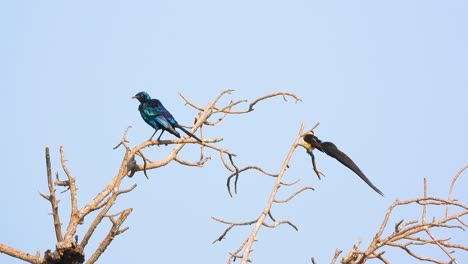exotic africa birds on top of tree branches, handheld view