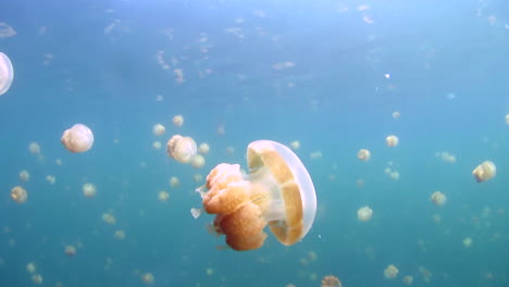 golden jellyfish pulsate in an isolated marine lake in palau, micronesia