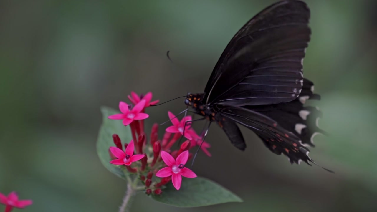 A close-up side view of a Red-spotted Cattleheart butterfly (Parides eurimedes) as it feeds from a cluster of small, vibrant pink flowers in Atitlán Lake, Guatemala.