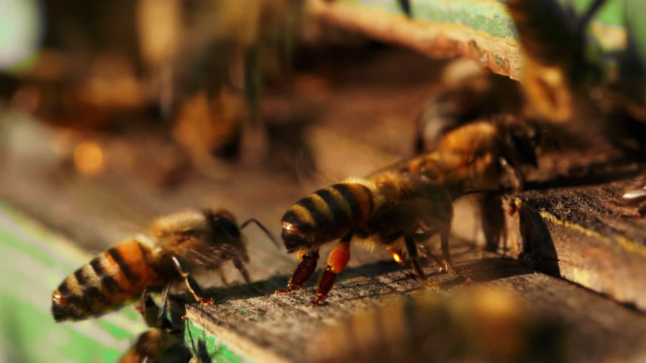 abejas ocupadas en una colmena