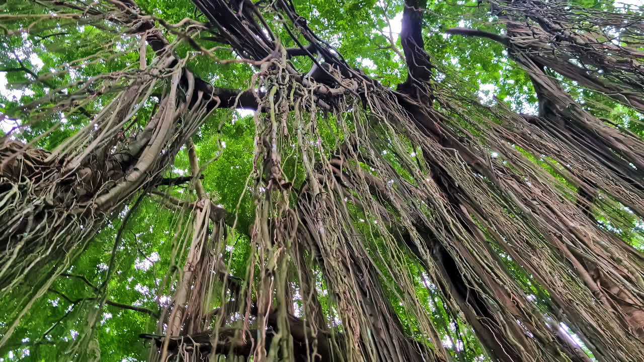 Upward view of sprawling banyan roots hanging from branches in Ubud’s Monkey Forest. Bali, Indonesia