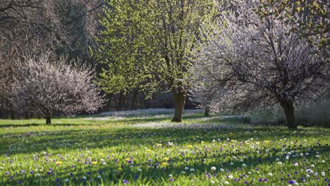 sunlight filters through blossoming trees, casting shadows on a vibrant meadow filled with colorful wildflowers, creating a picturesque scene of springtime serenity
