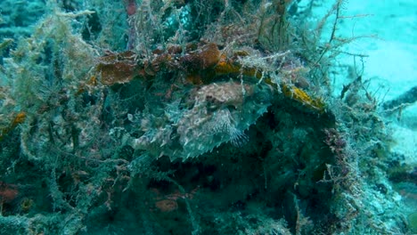 Thorny-Birdbeak-Porcupine-Fish-Hides-Without-Moving-on-Ocean-Coral-Reef