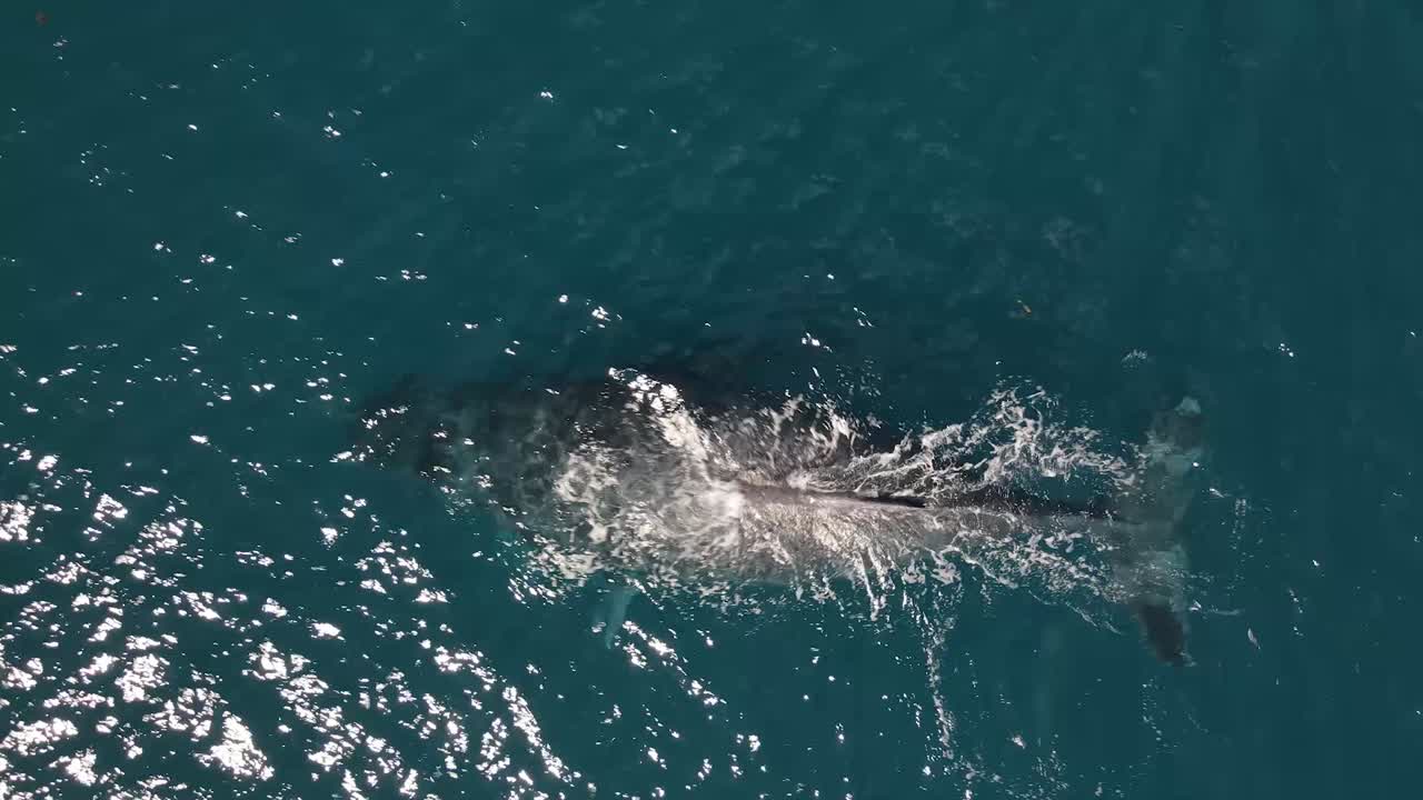 Stunning footage of humpback whale mother and calf