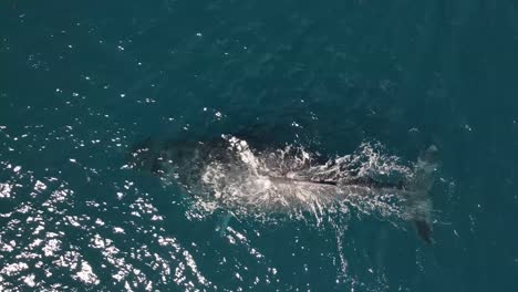 Atemberaubende-Aufnahmen-Der-Mutter-Und-Des-Kalbs-Eines-Buckelwals