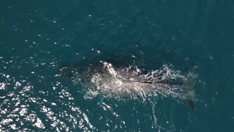 stunning footage of humpback whale mother and calf