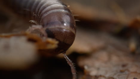 blunt-tailed snake millipede crawling over leaves