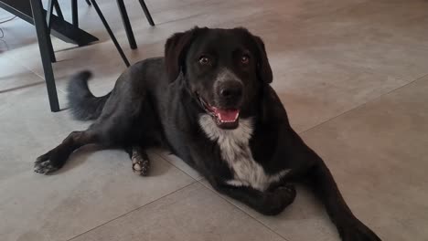 happy black dog on the floor waving its tail to its owner, slow motion