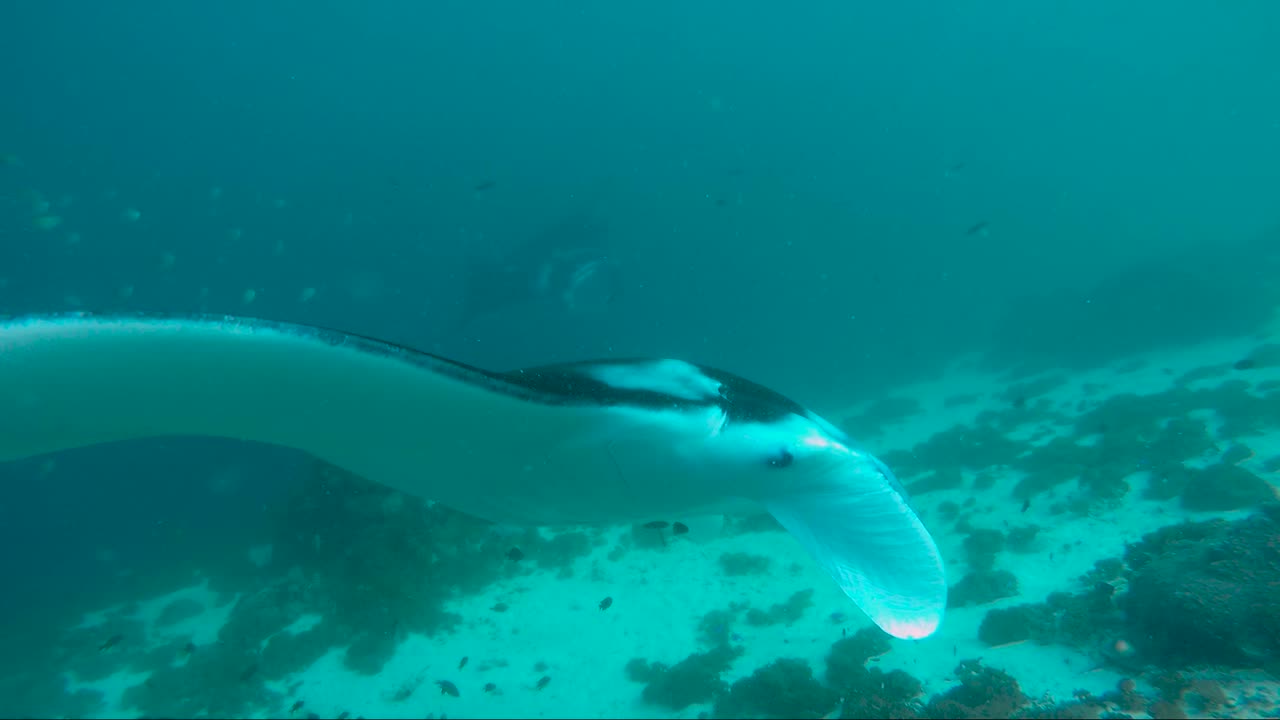 2 mantarrayas juegan al sol