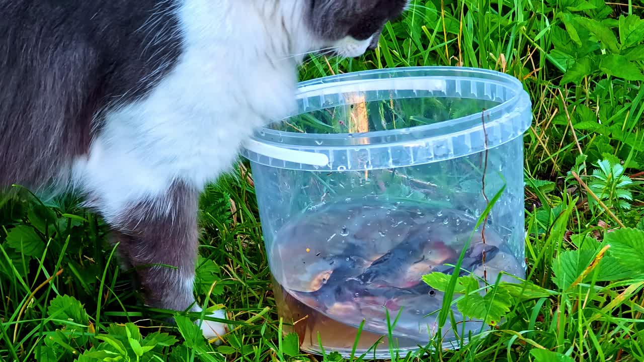 Curious Cat Watching Live Fish Inside Plastic Container on Green Summer Grass
