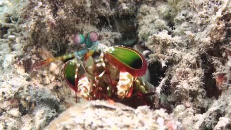 female-peacock-mantis-shrimp-comes-out-of-its-burrow-on-sandy-bottom,-moves-antennas,-hides-again,-close-up-shot-showing-front-body-parts-including-eyes,-antennal-scales-and-raptorial-appendages