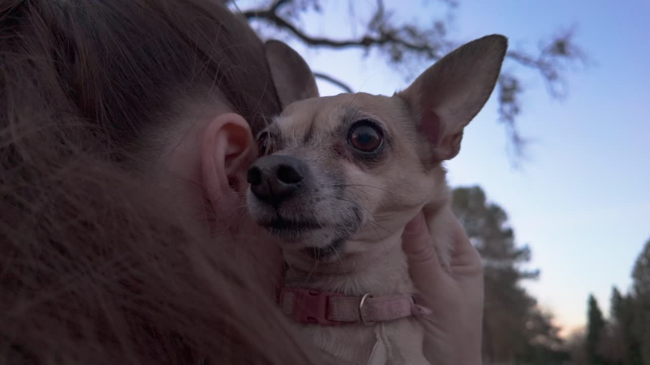 A close-up shot of a sweet, nervous Chihuahua nestled in its owner’s arms. Filmed over the woman’s shoulder, the frame highlights the tiny old dog’s expressive face and tender moment of comfort.