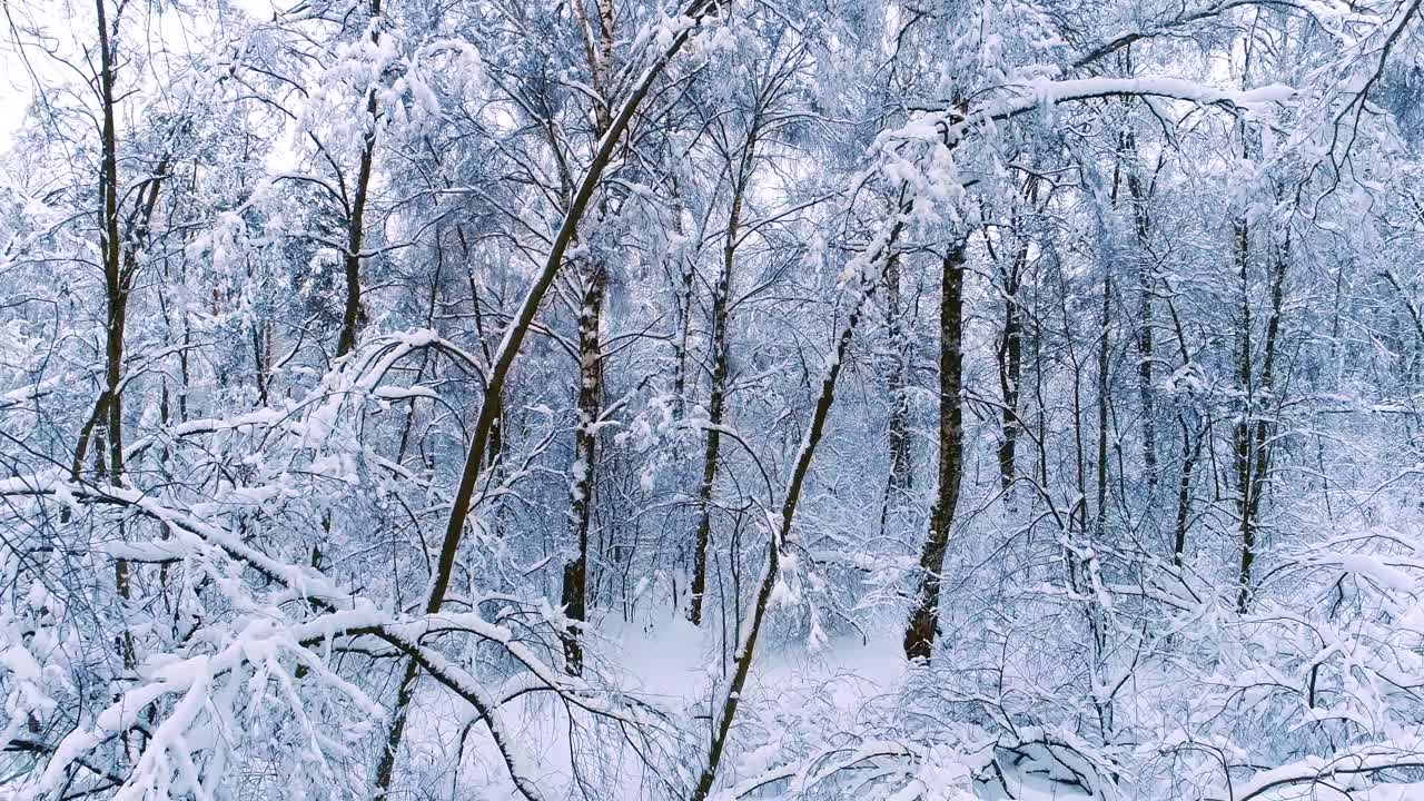 숲에 눈 덮인 가지입니다. 겨울 요정 배경