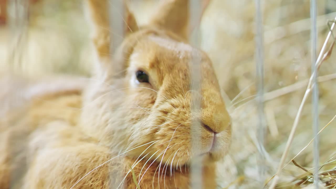 Handheld close-up of a brown rabbit lying peacefully on straw bedding inside cage