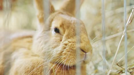 handheld close-up of a brown rabbit lying peacefully on straw bedding inside cage