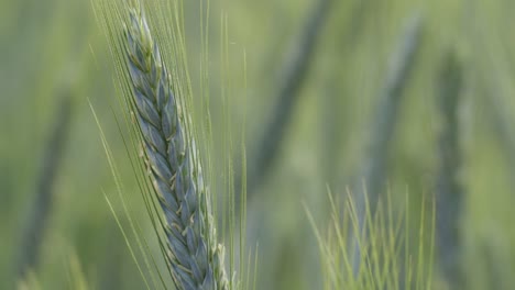 extreme close up shot of a barley spike