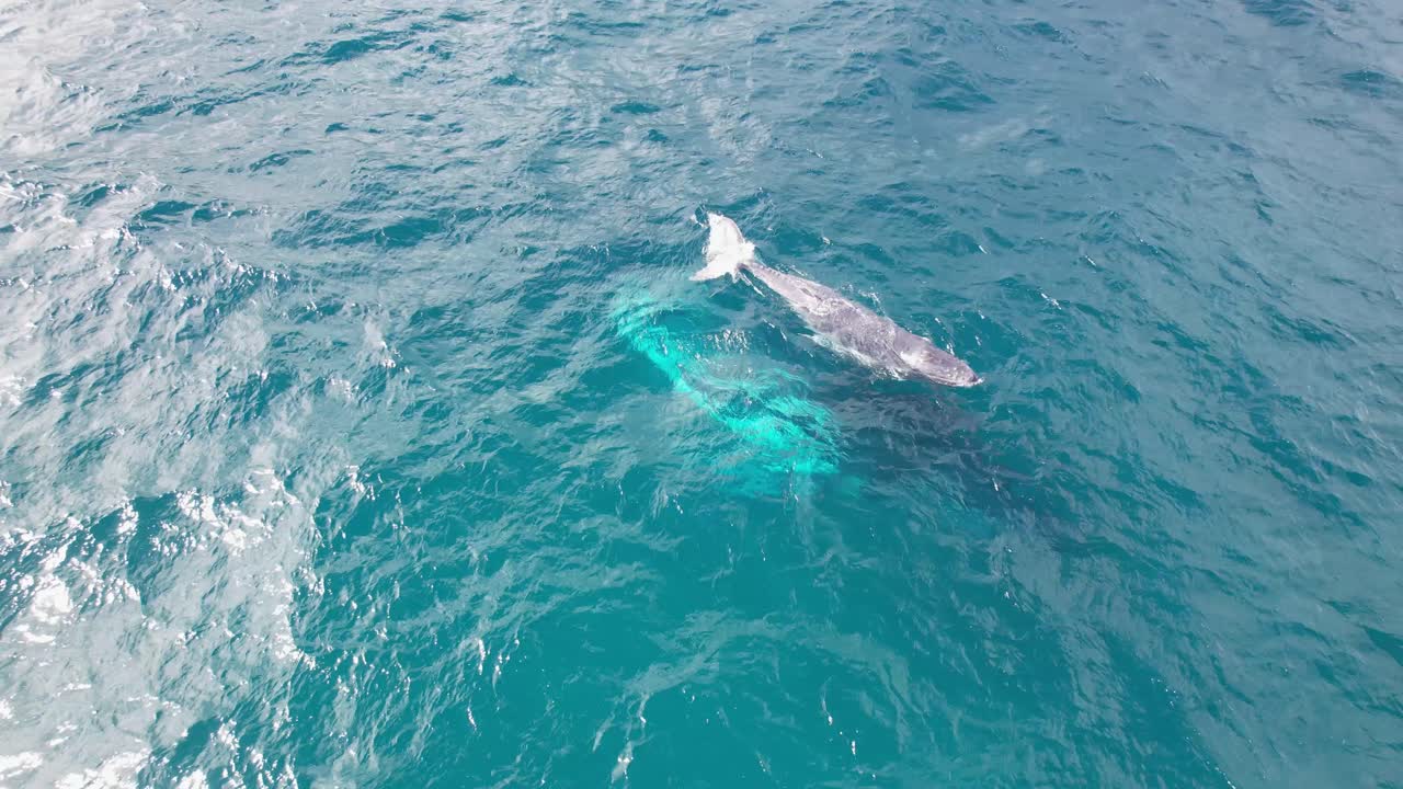 Humpback Whale Calf Swimming On The Side Of Its Mother While Spouting Water In The Blue Sea