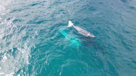 humpback whale calf swimming on the side of its mother while spouting water in the blue sea