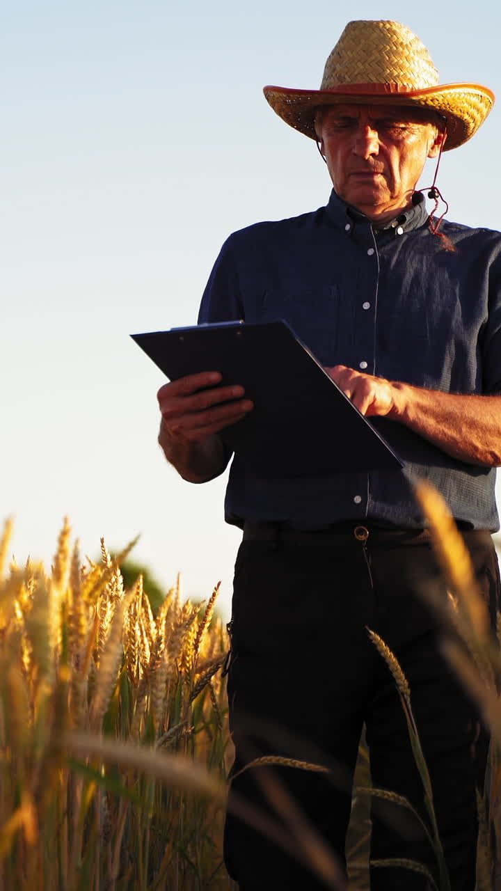 Farmer in wheat field. Agronomist walking with clipboard in wheat field
