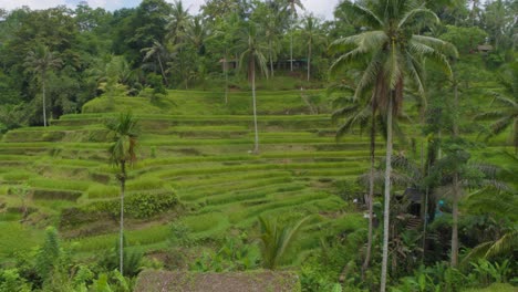 panorama of tegallalang rice terraces landscape in ubud, bali, indonesia