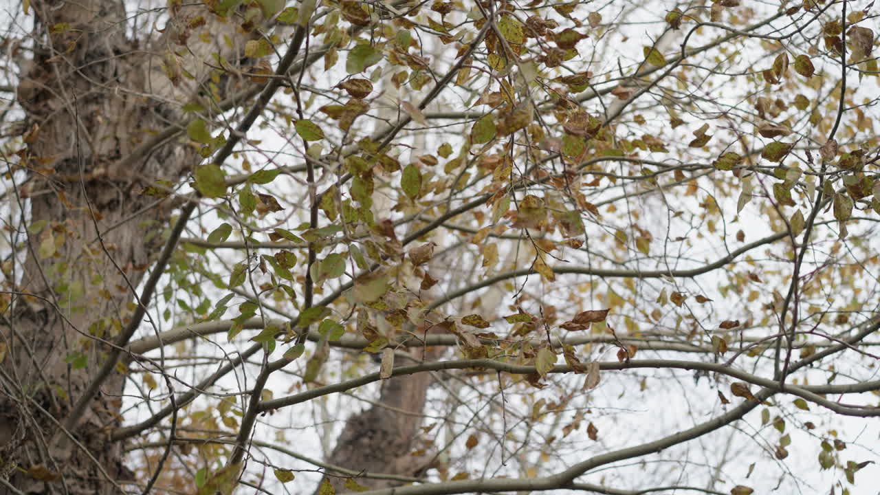 Close-up of tree branch shaking as it's struck, causing leaves to fall, depicting dynamic interaction with nature and seasonal changes during autumn