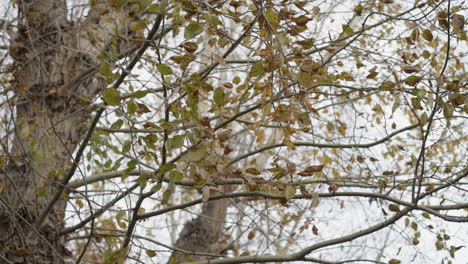 close-up of tree branch shaking as it's struck, causing leaves to fall, depicting dynamic interaction with nature and seasonal changes during autumn