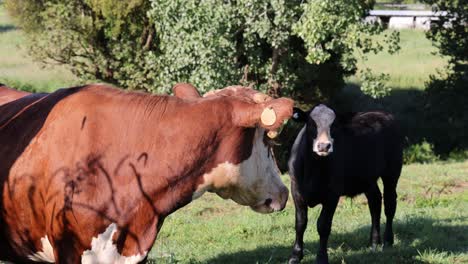 cows and calves peacefully grazing and bonding