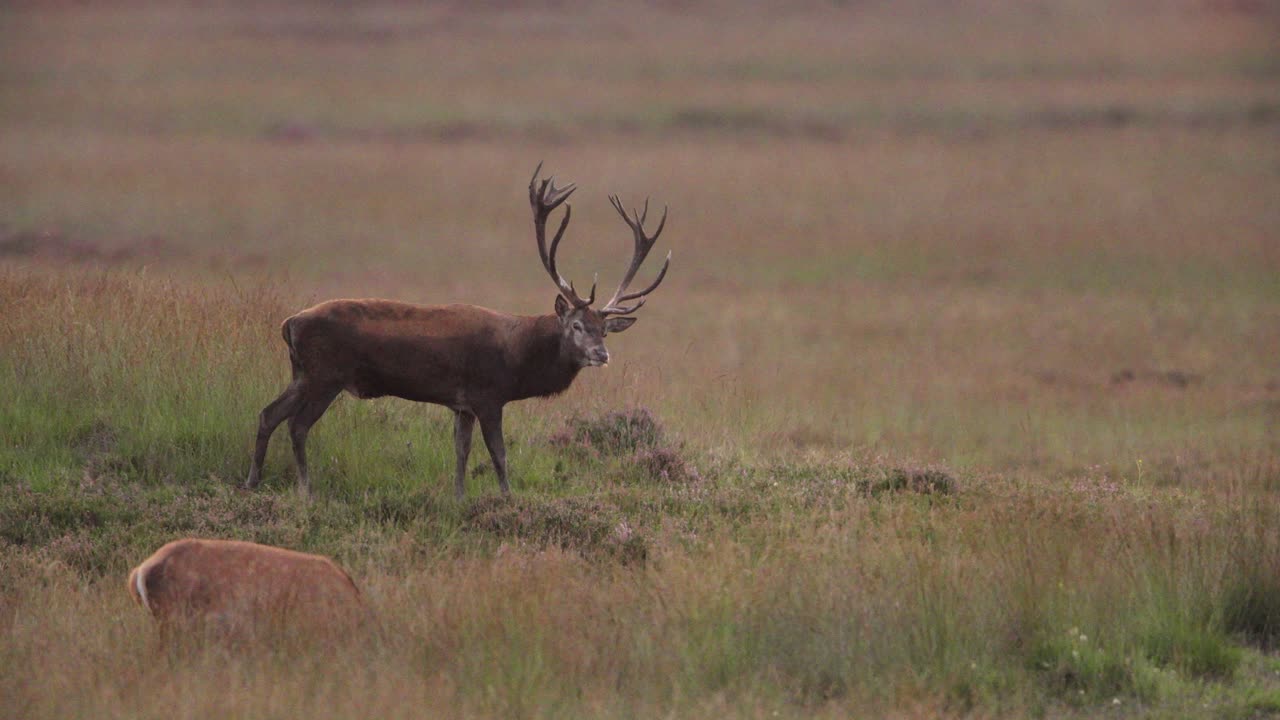 ciervo rojo dominante orinando para marcar el territorio durante el rut, hoge veluwe