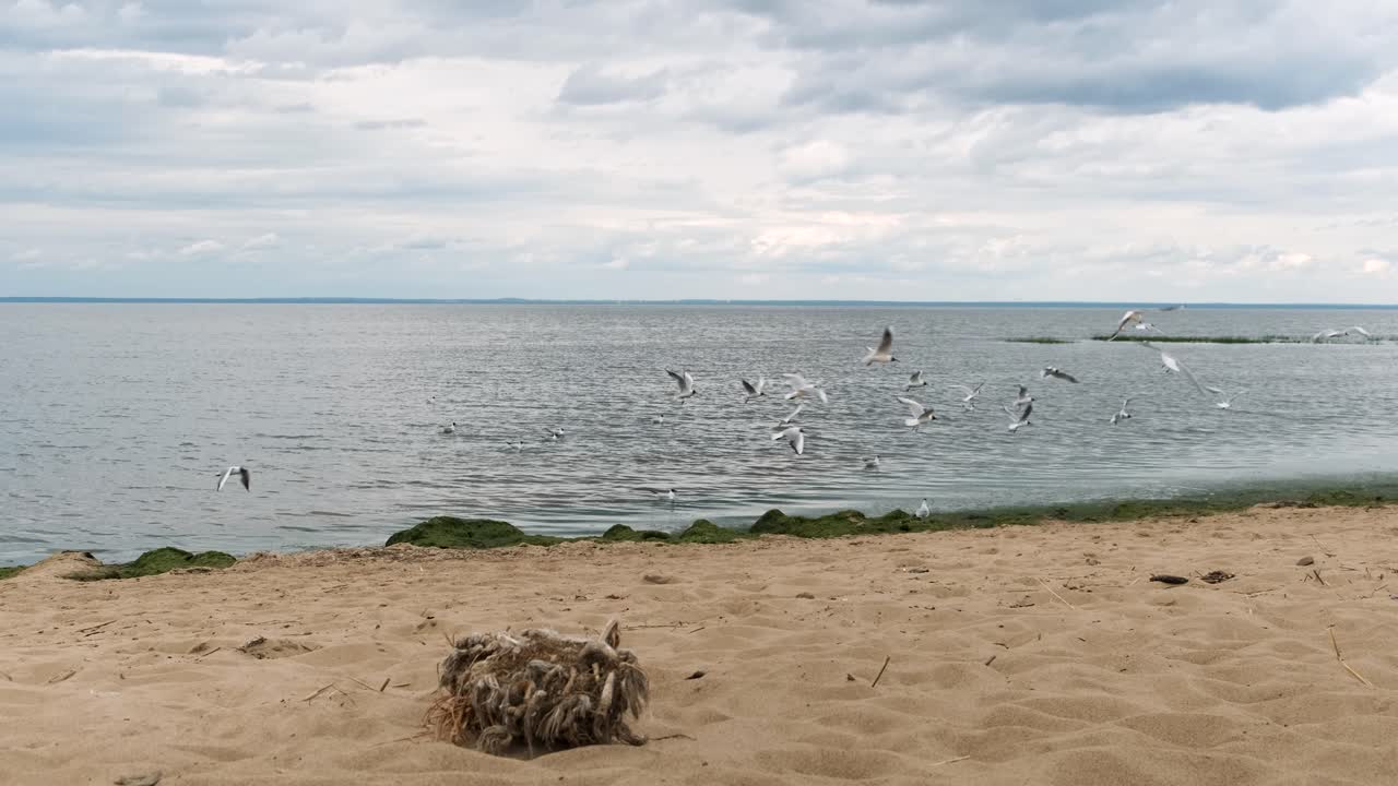 Beach Scene with Gulls