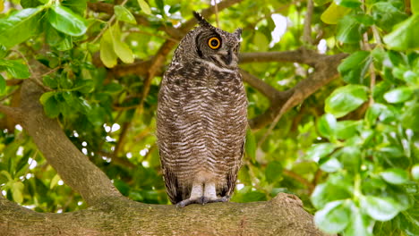 búho de águila manchado africano en el árbol con exhibiciones faciales amenazantes