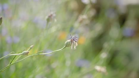 acercarse y acercarse a una sola flor violeta silvestre