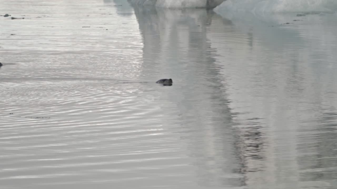 Discover the serene beauty of Iceland’s Jökulsárlón Glacier Lagoon as a lone seal glides gracefully through the icy blue waters.