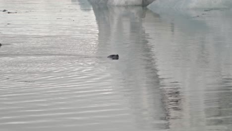 discover the serene beauty of iceland’s jökulsárlón glacier lagoon as a lone seal glides gracefully through the icy blue waters.