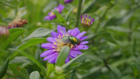 Die-Gemeinsame-Grüne-Flasche-Fliege-Auf-Lila-Blüten-Der-Italienischen-Astern