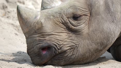 white rhino falling asleep on sand ground