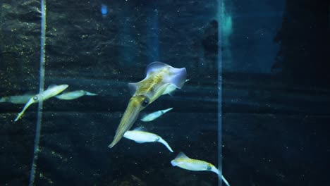 calamar nadando entre peces en un gran acuario